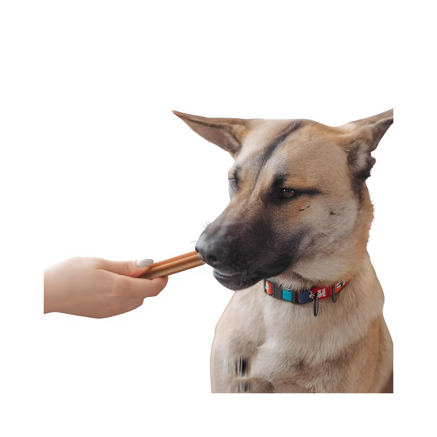 Recompense si Delicii pentru Caini